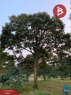 ขายที่ดิน เนื้อที่ 25 ไร่ 3 งาน 62 ตร.วา ขลุง จันทบุรี-202511251333401764052420010.jpg