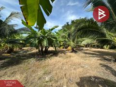 ขายที่ดิน เนื้อที่ 3 งาน 75 ตร.วา พระโขนง กรุงเทพมหานคร-202511251422431764055363435.jpg