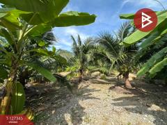 ขายที่ดิน เนื้อที่ 3 งาน 75 ตร.วา พระโขนง กรุงเทพมหานคร-202511251422431764055363983.jpg