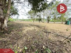 ขายที่ดิน เนื้อที่ 1 งาน บางคนที สมุทรสงคราม-202511251507321764058052114.jpg