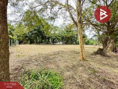 ขายที่ดิน เนื้อที่ 1 งาน บางคนที สมุทรสงคราม-202511251507341764058054851.jpg