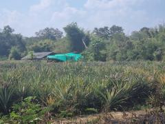 ขายด่วนที่ดินสวย ขนาด 13-1-19.5 ไร่ ต.พิชัย อ.เมือง จ.ลำปาง ด้านหลังติดลำห้วยสาธารณะ-202511261105361764129936907.jpg