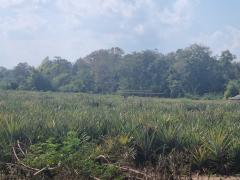 ขายด่วนที่ดินสวย ขนาด 13-1-19.5 ไร่ ต.พิชัย อ.เมือง จ.ลำปาง ด้านหลังติดลำห้วยสาธารณะ-202511261105381764129938850.jpg