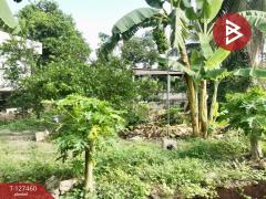 ขายที่ดิน เนื้อที่ 1 งาน 65 ตร.วา บางคนที สมุทรสงคราม-202511261108111764130091517.jpg