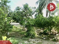 ขายที่ดิน เนื้อที่ 1 งาน 65 ตร.วา บางคนที สมุทรสงคราม-202511261108121764130092618.jpg