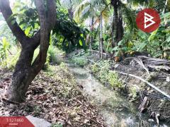 ขายที่ดิน เนื้อที่ 1 งาน 65 ตร.วา บางคนที สมุทรสงคราม-202511261108131764130093540.jpg