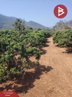 ขายที่ดิน เนื้อที่ 9 ไร่ 2 งาน 44 ตร.วา พร้าว เชียงใหม่-202511261232381764135158795.jpg