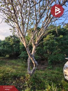 ขายที่ดิน เนื้อที่ 9 ไร่ 2 งาน 44 ตร.วา พร้าว เชียงใหม่-202511261232421764135162028.jpg