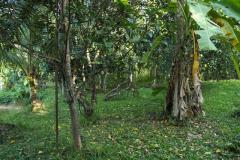 ขายที่ดินแปลงสวย ติดลำห้วย น้ำไหลรินๆ ตลอดปี ท่ามกลางธรรมชาติที่สงบ