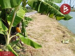 ขายที่ดิน เนื้อที่ 4 ไร่ 72 ตร.วา บางปะกง ฉะเชิงเทรา-202511261425111764141911372.jpg