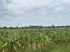 ขายที่ดิน82ไร่อำเภอเสิงสางจังหวัดนครราชสีมา ติดถนนราชสีมาโชคชัยห่างที่ว่าการอำเภอ1กิโลเมตร หน้า​กว้าง​ติด​ถนนประมาณ​430เมตร พื้นที่​82-3-22ไร่ -202511271224021764221042615.jpeg