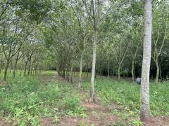 ขายที่ดิน82ไร่อำเภอเสิงสางจังหวัดนครราชสีมา ติดถนนราชสีมาโชคชัยห่างที่ว่าการอำเภอ1กิโลเมตร หน้า​กว้าง​ติด​ถนนประมาณ​430เมตร พื้นที่​82-3-22ไร่ -202511271224031764221043183.jpeg