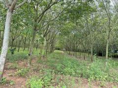 ขายที่ดิน82ไร่อำเภอเสิงสางจังหวัดนครราชสีมา ติดถนนราชสีมาโชคชัยห่างที่ว่าการอำเภอ1กิโลเมตร หน้า​กว้าง​ติด​ถนนประมาณ​430เมตร พื้นที่​82-3-22ไร่ -202511271224031764221043764.jpeg