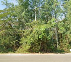 ที่ดินพร้อมต้นสักแปลงมุม ติดถนนลำปางหลวง ใกล้เทศบาลตำบลลำปางหลวง เกาะคา ลำปาง-202511271522341764231754858.jpg