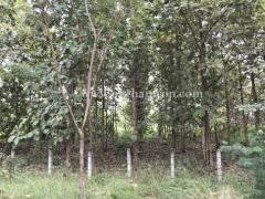 ที่ดินพร้อมต้นสักแปลงมุม ติดถนนลำปางหลวง ใกล้เทศบาลตำบลลำปางหลวง เกาะคา ลำปาง-202511271522431764231763634.jpg