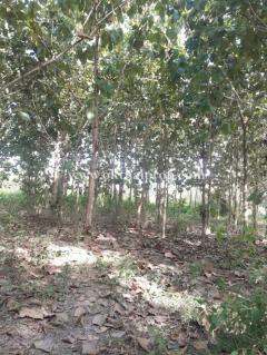 ที่ดินพร้อมต้นสักแปลงมุม ติดถนนลำปางหลวง ใกล้เทศบาลตำบลลำปางหลวง เกาะคา ลำปาง-202511271523001764231780066.jpg