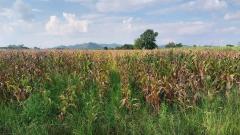 ขายที่ดิน 28ไร่กว่า ชัยนาท ติดถนนลาดยาง ในชุชมชน มีน้ำไฟ เห็นวิวเขาสวย ขายถูกราคาถูก