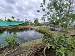 ขายที่ดินพร้อมสวนต้นไม้เศรษฐกิจและไม้ผล  เนื้อที่ 1-2-0 ไร่  ถนนสุขุมวิท ตำบลสองคลอง อ.บางประกง จ.ฉะเชิงเทรา  ขายยกแปลง 5,800,000 บาท /ราคาคุยกันได้-202511281107351764302855581.jpg