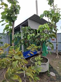 ขายที่ดินพร้อมสวนต้นไม้เศรษฐกิจและไม้ผล  เนื้อที่ 1-2-0 ไร่  ถนนสุขุมวิท ตำบลสองคลอง อ.บางประกง จ.ฉะเชิงเทรา  ขายยกแปลง 5,800,000 บาท /ราคาคุยกันได้-202511281107461764302866462.jpg