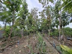 ขายที่ดินพร้อมสวนต้นไม้เศรษฐกิจและไม้ผล  เนื้อที่ 1-2-0 ไร่  ถนนสุขุมวิท ตำบลสองคลอง อ.บางประกง จ.ฉะเชิงเทรา  ขายยกแปลง 5,800,000 บาท /ราคาคุยกันได้-202511281108151764302895473.jpg