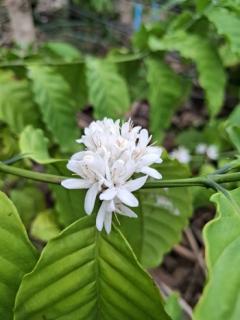 ขายที่ดินพร้อมสวนต้นไม้เศรษฐกิจและไม้ผล  เนื้อที่ 1-2-0 ไร่  ถนนสุขุมวิท ตำบลสองคลอง อ.บางประกง จ.ฉะเชิงเทรา  ขายยกแปลง 5,800,000 บาท /ราคาคุยกันได้-202511281108261764302906003.jpg