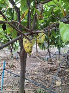 ขายที่ดินพร้อมสวนต้นไม้เศรษฐกิจและไม้ผล  เนื้อที่ 1-2-0 ไร่  ถนนสุขุมวิท ตำบลสองคลอง อ.บางประกง จ.ฉะเชิงเทรา  ขายยกแปลง 5,800,000 บาท /ราคาคุยกันได้-202511281108401764302920483.jpg