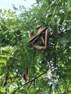 ขายที่ดินพร้อมสวนต้นไม้เศรษฐกิจและไม้ผล  เนื้อที่ 1-2-0 ไร่  ถนนสุขุมวิท ตำบลสองคลอง อ.บางประกง จ.ฉะเชิงเทรา  ขายยกแปลง 5,800,000 บาท /ราคาคุยกันได้-202511281108461764302926755.jpg