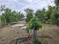 ขายที่ดินพร้อมสวนต้นไม้เศรษฐกิจและไม้ผล  เนื้อที่ 1-2-0 ไร่  ถนนสุขุมวิท ตำบลสองคลอง อ.บางประกง จ.ฉะเชิงเทรา  ขายยกแปลง 5,800,000 บาท /ราคาคุยกันได้-202511281108531764302933441.jpg