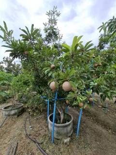 ขายที่ดินพร้อมสวนต้นไม้เศรษฐกิจและไม้ผล  เนื้อที่ 1-2-0 ไร่  ถนนสุขุมวิท ตำบลสองคลอง อ.บางประกง จ.ฉะเชิงเทรา  ขายยกแปลง 5,800,000 บาท /ราคาคุยกันได้-202511281109051764302945961.jpg