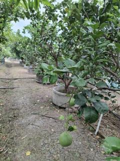 ขายที่ดินพร้อมสวนต้นไม้เศรษฐกิจและไม้ผล  เนื้อที่ 1-2-0 ไร่  ถนนสุขุมวิท ตำบลสองคลอง อ.บางประกง จ.ฉะเชิงเทรา  ขายยกแปลง 5,800,000 บาท /ราคาคุยกันได้-202511281109211764302961046.jpg