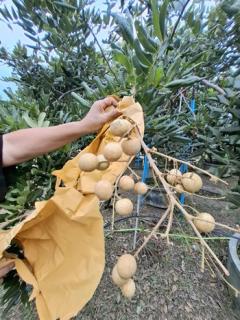 ขายที่ดินพร้อมสวนต้นไม้เศรษฐกิจและไม้ผล  เนื้อที่ 1-2-0 ไร่  ถนนสุขุมวิท ตำบลสองคลอง อ.บางประกง จ.ฉะเชิงเทรา  ขายยกแปลง 5,800,000 บาท /ราคาคุยกันได้-202511281109371764302977970.jpg