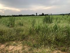 หาซื้อทรัพย์คุ้มใช้ประโยชน์ ขายที่ดินสวยติดภูเขา เทือกเขายาวเรียงแนว ดินดีสมบูรณ์ทรัพย์ในดิน ฟ้าใสวิวหลักล้าน ต.นาจาน อ.สีชมพู จ.ขอนแก่น 