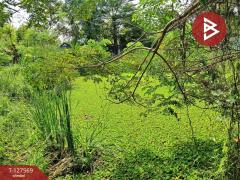 ขายที่ดิน เนื้อที่ 2 งาน หนองจอก กรุงเทพมหานคร-202511300946051764470765122.jpg