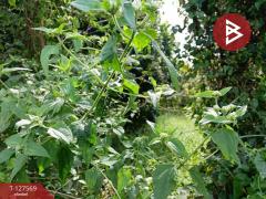 ขายที่ดิน เนื้อที่ 2 งาน หนองจอก กรุงเทพมหานคร-202511300946061764470766981.jpg