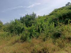 ขายที่ดินเปล่า 100 ตารางวา ตำบลหินเหล็กไฟ อำเภอหัวหิน จังหวัดประจวบคีรีขันธ์ โฉนดครุฑแดง พร้อมโอนทันที-202512011042491764560569577.jpg