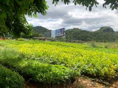 ขายที่ดินติดถนนใหญ่ โซนสีชมพู พญาเย็น ปากช่อง นครราชสีมา โฉนดครุฑแดง พร้อมโอน 59 ไร่ ทำเลศักยภาพมาก ราคาคุยกันได้-202512011256421764568602601.jpg