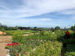 ขายที่ดินติดถนนใหญ่ โซนสีชมพู พญาเย็น ปากช่อง นครราชสีมา โฉนดครุฑแดง พร้อมโอน 59 ไร่ ทำเลศักยภาพมาก ราคาคุยกันได้-202512011256431764568603284.jpg