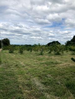 ขายที่ดินติดถนนใหญ่ โซนสีชมพู พญาเย็น ปากช่อง นครราชสีมา โฉนดครุฑแดง พร้อมโอน 59 ไร่ ทำเลศักยภาพมาก ราคาคุยกันได้-202512011256431764568603882.jpg