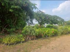 ขายที่ดินติดถนนใหญ่ โซนสีชมพู พญาเย็น ปากช่อง นครราชสีมา โฉนดครุฑแดง พร้อมโอน 59 ไร่ ทำเลศักยภาพมาก ราคาคุยกันได้-202512011256451764568605498.jpg