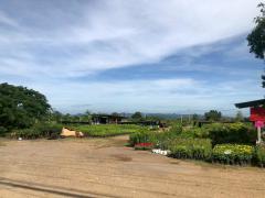 ขายที่ดินติดถนนใหญ่ โซนสีชมพู พญาเย็น ปากช่อง นครราชสีมา โฉนดครุฑแดง พร้อมโอน 59 ไร่ ทำเลศักยภาพมาก ราคาคุยกันได้-202512011256481764568608481.jpg