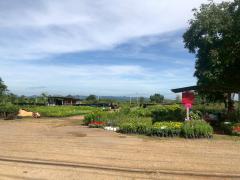 ขายที่ดินติดถนนใหญ่ โซนสีชมพู พญาเย็น ปากช่อง นครราชสีมา โฉนดครุฑแดง พร้อมโอน 59 ไร่ ทำเลศักยภาพมาก ราคาคุยกันได้-202512011256491764568609175.jpg