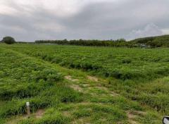 ขายที่ดิน 24ไร่ ที่ดิน สำหรับอุตสาหกรรม นิคมพัฒนา ระยอง (ผังสีม่วงลาย) TP-L1915