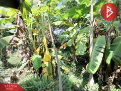 ขายด่วนบ้านเดี่ยวพร้อมที่ดิน เนื้อที่ 6 ไร่ 1 งาน 49 ตารางวา บ้านโป่ง ราชบุรี-202512011416521764573412392.jpg