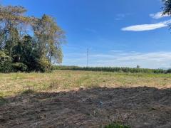 ขายที่ดินชลบุรี บ่อทอง 31ไร่ 92ตรว. ผังสีเหลือง เหมาะสำหรับทำฟาร์มเลี้ยงสัตว์ โรงงาน โกดังสินค้า-202512011709241764583764772.jpg