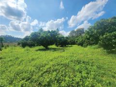 ขายที่ดิน 2 ไร่ 3 งาน 33 ตรว สวนลำไย วิวภูเขา บรรยากาศดี บ้านตีนธาตุ ต.แม่แตง อ.แม่แตง จ.เชียงใหม่ 