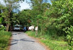 ขายที่ดิน ซอยมิตรไมตรี 14 ถนนมิตรไมตรี แขวงคู้ฝั่งเหนือ เขตหนองจอก กรุงเทพมหานคร-202512020853531764640433745.jpg