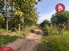 ขายที่ดินพร้อมสวน เนื้อที่ 30 ไร่ 3 งาน 86 ตร.วา หล่มสัก เพชรบูรณ์-202512021038571764646737836.jpg