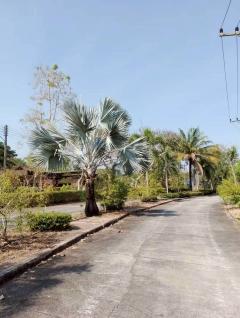 ขายถูก ที่ดิน+บ้านยังสร้างไม่เสร็จ พื้นที่ 64.10 ตรว. หมู่บ้านกรีน วัลเล่ย์ ลากูน นครนายก-202512021417371764659857219.jpg