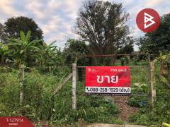 ขายที่ดิน เนื้อที่ 3 งาน 66 ตร.วา ป่าอ้อดอนชัย เชียงราย