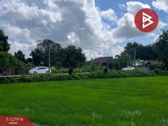 ขายที่ดิน เนื้อที่ 3 งาน 66 ตร.วา ป่าอ้อดอนชัย เชียงราย-202512021421211764660081542.jpg